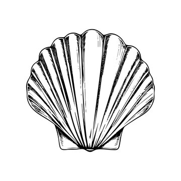 Clam shell engraving black and white outline. Scratch board imitation.  illustrated in vintage line art style on a white background.
