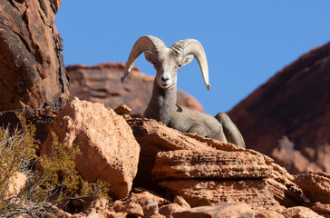 Desert Bighorn Sheep Ram in Nevada in Winter
