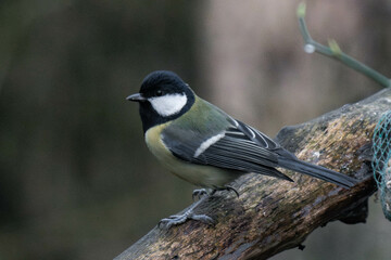 Obraz premium Great tit (Parus major) on a tree branch