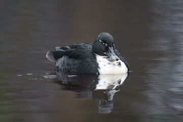 Pomeranian or Pommern duck (in German Pommernente)