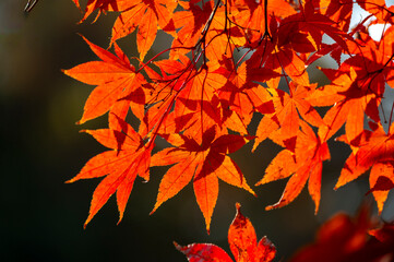 Colourful maple leaves in autumn season color when the leaves change colorful of is in the park, green, yellow, orange and red discoloration.