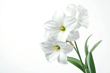Elegant White Narcissus Lilies: Pure Spring Bloom Photography lily plant fresh green macro image    