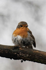 European robin (Erithacus rubecula) on a tree branch