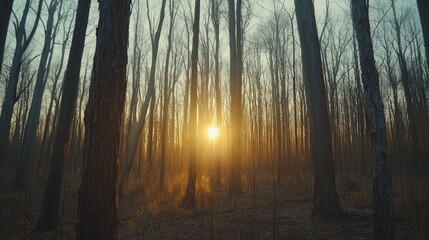 Fototapeta premium Sunset Glowing Through Winter Forest Trees