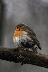 European robin (Erithacus rubecula) on a tree branch