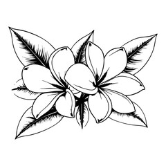 Obraz premium Frangipani flower, engraving black and white outline. Scratch board imitation. illustrated in vintage line art style on a white background. 