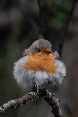 European robin (Erithacus rubecula) on a tree branch