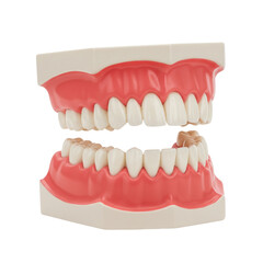 Obraz premium Human Teeth Model Dental Anatomy Realistic 3D Render Isolated White Teeth Healthy Gums Oral Hygiene 