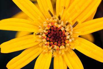 Close-up orange flower with stamens and pistil