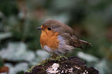 European robin (Erithacus rubecula) on a tree stump