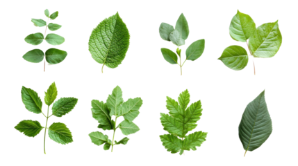 Collection of various green leaves on a white isolated background, showcasing different shapes and textures for design or educational use.