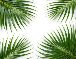 Fototapeta premium Tropical Palm Leaves Frame on White Background