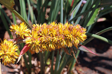 Sunlit Eagle Urn Plant, New South Wales Australia
