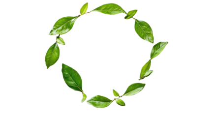 A vibrant wreath made of fresh green leaves, elegantly arranged in a circular shape, perfect for decoration or nature-inspired themes.