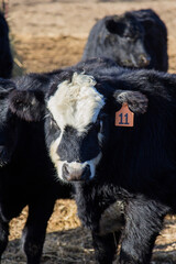 brockle face steer