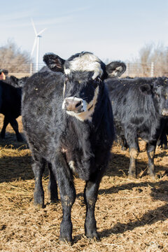 heifer calf