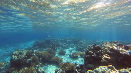 Fototapeta premium Underwater Scene Showing Coral Reef And Fish