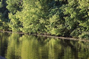 Tranquil lakeside scene with lush green trees reflecting in calm water. Serene nature backdrop perfect for themes of relaxation, peace, and outdoor exploration
