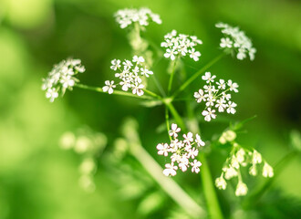 Close-up of Delicate White Wood Anemone Flower