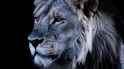 Naklejka premium Majestic lion portrait against a dark background The image showcases the animal's powerful gaze and textured mane A striking study in monochrome