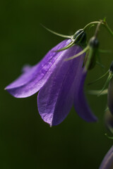 Fototapeta premium Close-up of Gentle Purple Sheikha Zaynab Bellflower