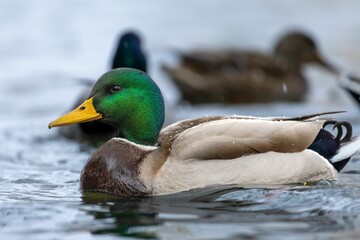 Vibrant mallard duck in a serene pond