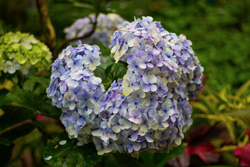 hortensia flowers, commonly grown at high altitudes, flower colours can vary according to soil pH