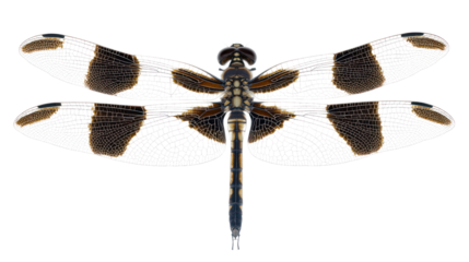 A detailed image of a dragonfly with transparent wings and vibrant patterns, isolated on a white background.