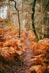 Couleur d'automne dans la forêt de Fontainebleau 