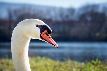 Portrait of swan with natural pond in background