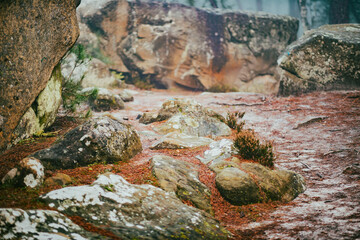 Couleur d'automne dans la forêt de Fontainebleau 