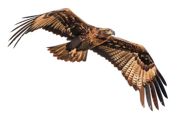 Wedge-tailed eagle with large wingspan and wedge-shaped tail in flight