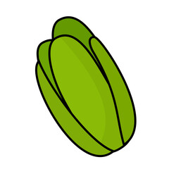 lettuce illustration