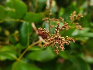 close up of longan plants just bearing fruit in the outdoor garden