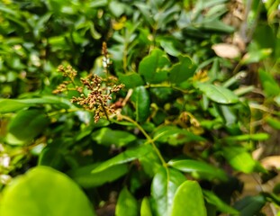 close up of a longan plant that has just produced small fruits in an outdoor garden