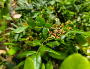 close up of longan plants just bearing fruit in the outdoor garden