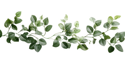 Obraz premium A beautiful green eucalyptus branch isolated on a white background showcases its vibrant leaves, perfect for nature-themed designs.