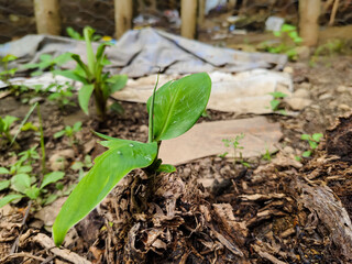 newly grown banana plant seedlings (Musa paradisiaca)