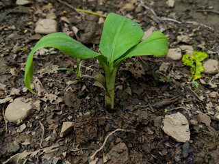 newly grown banana plant seedlings (Musa paradisiaca)