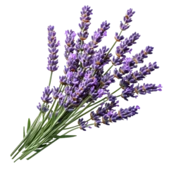  bunch of lavender isolated on transparent background cutout © Daniel