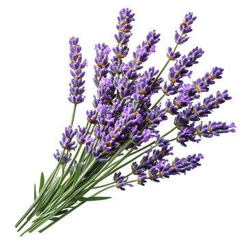 Fototapeta bunch of lavender isolated on transparent background cutout