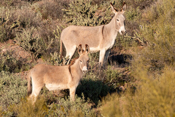 Wild Burros in springtime in the Arizona Desert