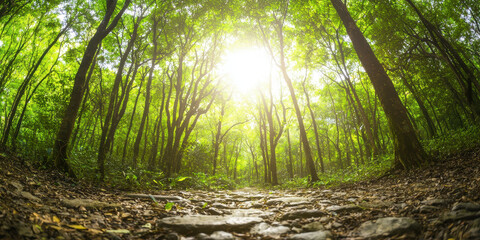 serene forest path illuminated by sunlight filtering through lush green trees, creating tranquil atmosphere