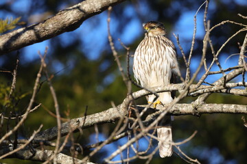 Red shouldered hawk perched in tree against blue sky. 