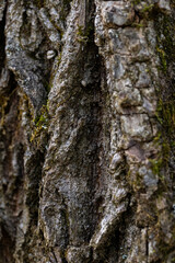 Tree Bark