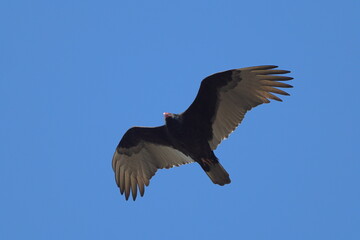 Big black turkey buzzard bird inflight against blue sky. 