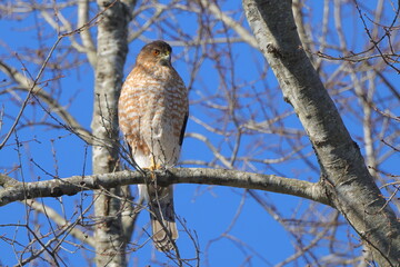 Red shouldered hawk perched on limb against blue sky. 