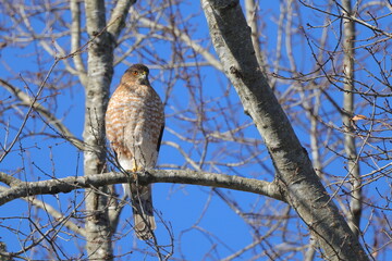 Red shouldered hawk perched on limb against blue sky. 