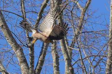 Red shouldered hawk diving towards prey after prey against blue sky. 