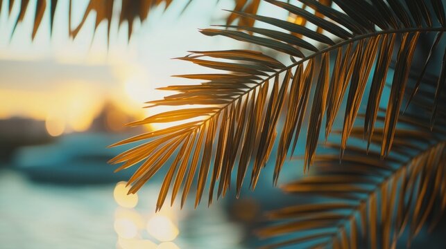 Golden sunset palm leaves at marina